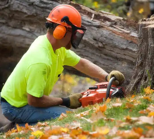 tree services Circle Pines